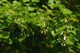 Tilia cordifolia. Ветви с созревающими плодами. Санкт-Петербург, Пушкинский р-н, Павловский парк. 27.07.2018.