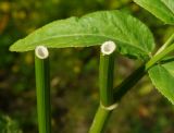 Sium latifolium. Поперечный срез высокорослого стебля с частью листа (слева перевёрнутая часть срезанного стебля). Восточный Казахстан, г. Усть-Каменогорск, правый берег р. Иртыш, влажный луг. 30.07.2018.