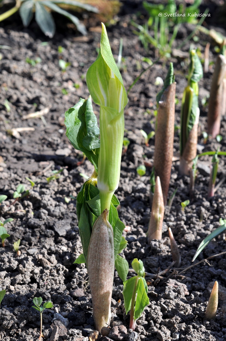 Изображение особи Arisaema amurense.