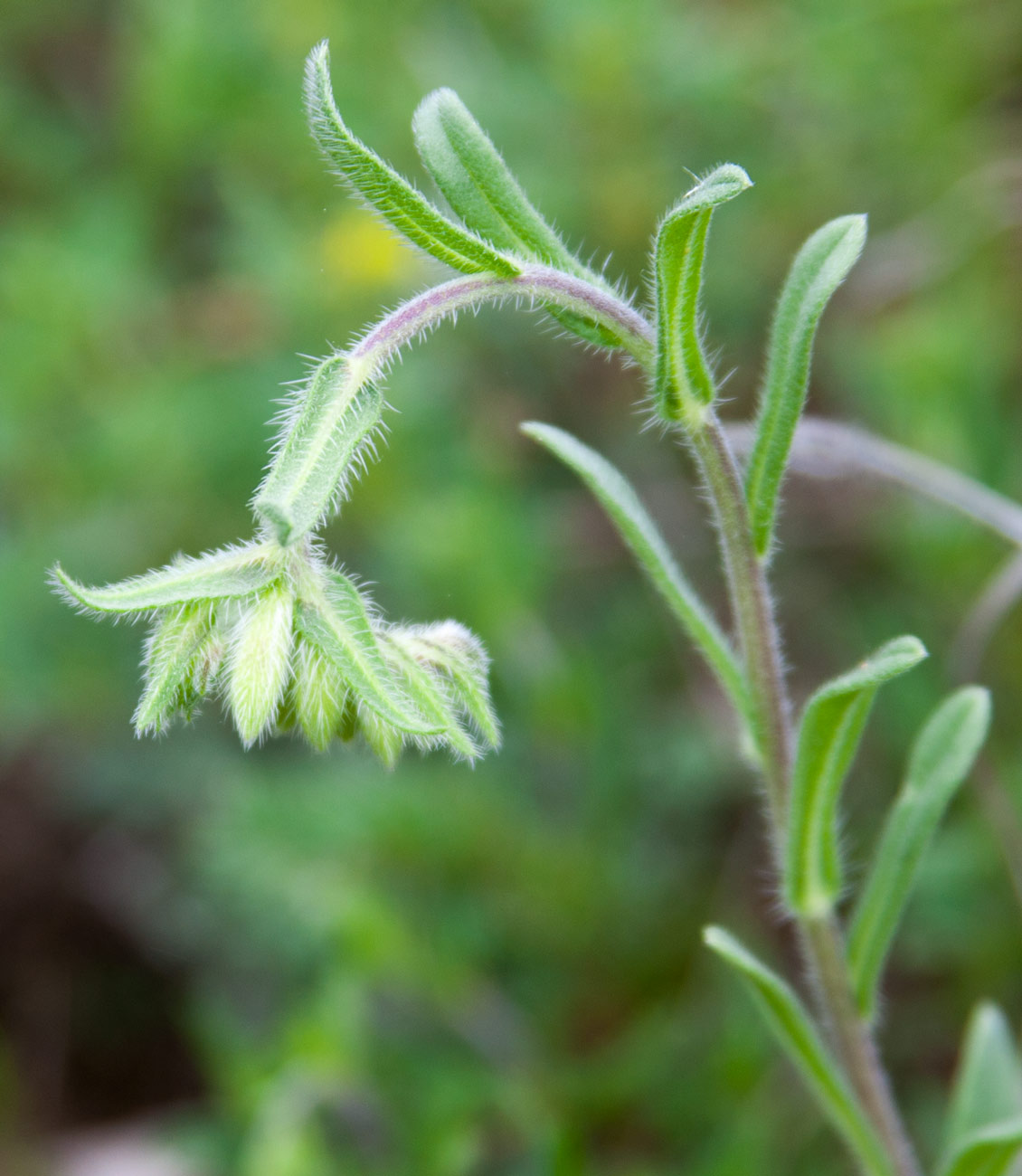 Image of Onosma montana specimen.