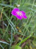 Dianthus versicolor