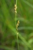 Carex appropinquata