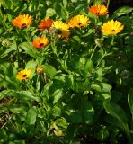 Calendula officinalis