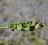 Hyacinthella millingenii