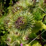 Arctium lappa. Отцветшие корзинки. Чувашия, окр. г. Шумерля, Песчаная дорога. 2 августа 2008 г.