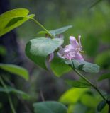 Lonicera tatarica. Верхушка цветущего побега. Пермский край, г. Пермь, Кировский р-н, сосновый бор вдоль склона песчаного карьера. 23.05.2020.