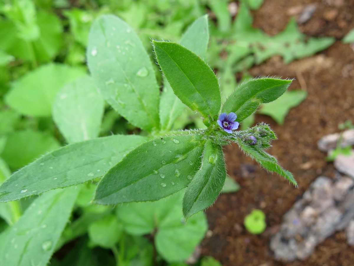 Изображение особи Asperugo procumbens.