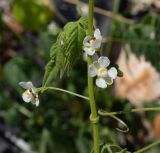 Cardiospermum halicacabum