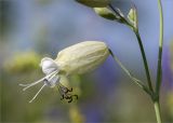 Oberna littoralis. Часть побега с цветком. Ленинградская обл., Ломоносовский р-н, окр. Шепелёвского маяка; п-ов Каравалдай, берег Финского залива, каменистый приморский луг. 24.06.2020.