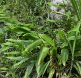 Canna paniculata. Верхушки побегов. Перу, регион Куско, провинция Урубамба, окр. г. Machu Picchu, обочина дороги к археологическому комплексу, нижняя часть склона юго-восточной экспозиции. 17.10.2019.