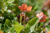 Anagallis arvensis