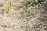 Aphanopleura leptoclada. Цветущее растение. Узбекистан, Бухарская обл., окр. оз. Тудакуль, закреплённые пески. 4 мая 2022 г.