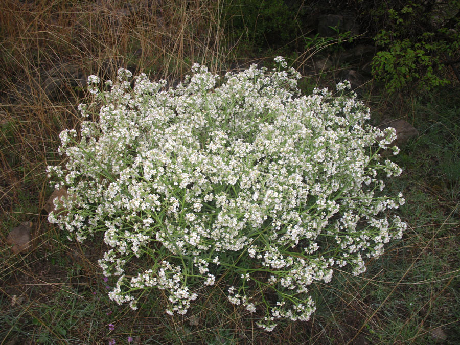 Изображение особи Crambe gibberosa.