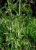 Ranunculus brevirostris