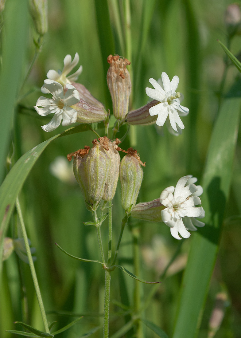 Изображение особи Silene amoena.