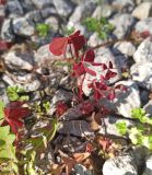 Oxalis stricta