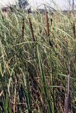 Typha angustifolia. Плодоносящие растения. Ростовская обл., Октябрьский р-н, р. Грушевка. Конец июля 2006 г.