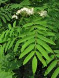 Sorbus aucuparia