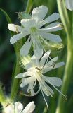 Silene dichotoma