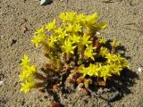 Sedum acre