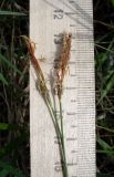 Carex supina