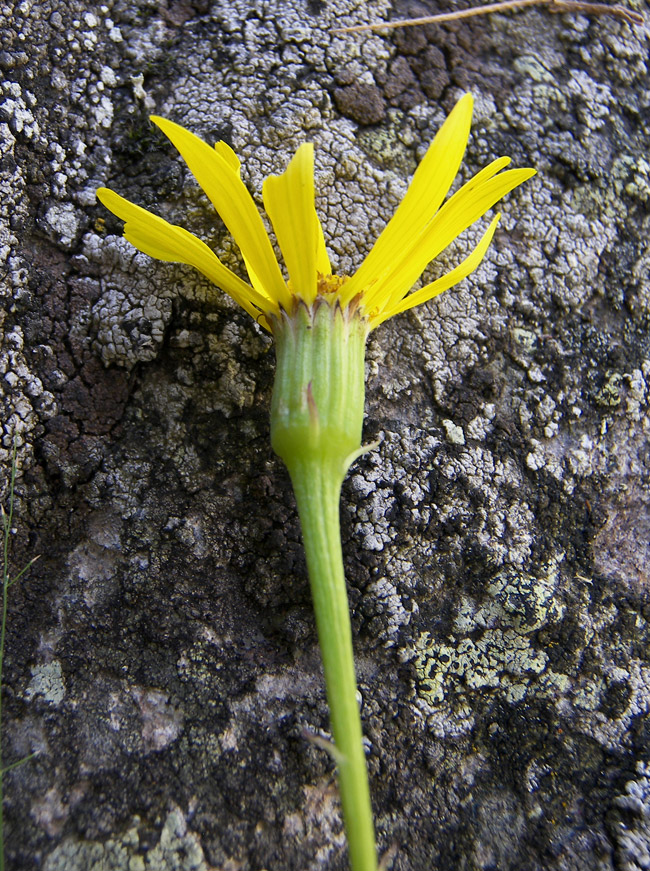 Изображение особи Dolichorrhiza correvoniana.