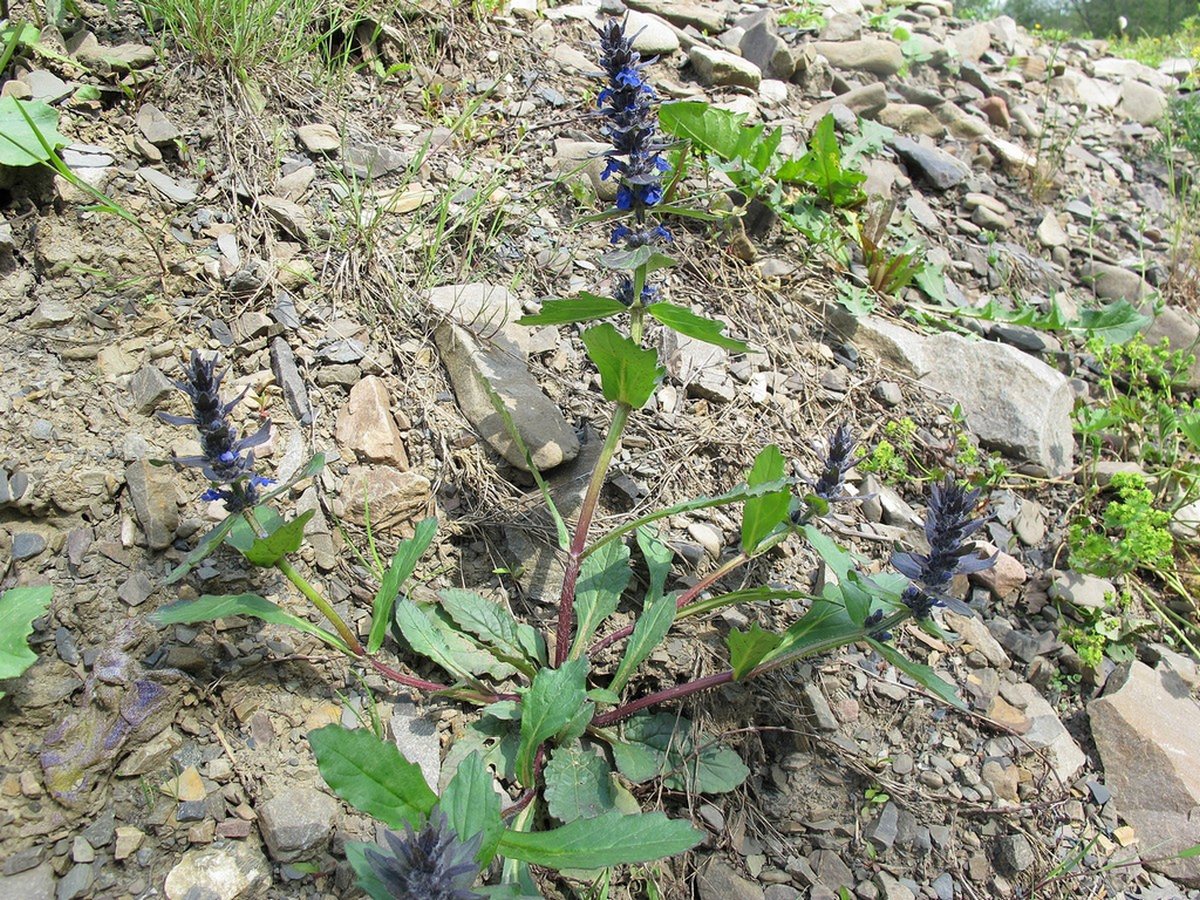 Изображение особи Ajuga genevensis.