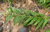 Salix × stipularis