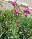 Centranthus ruber