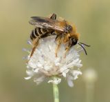 Cephalaria joppensis. Соцветие с кормящимся самцом Dasypoda toroki Michez, 2004 г. Israel, Judean Foothills, Latrun Monastery. 17.05.2012.