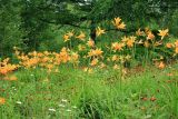 Hemerocallis esculenta