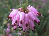 Erica carnea