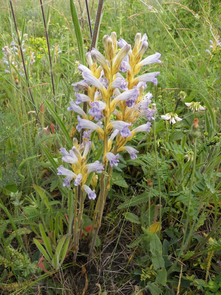 Изображение особи Phelipanche purpurea.