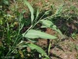 Lactuca tatarica