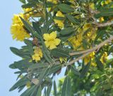 Tabebuia caraiba