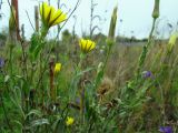 Tragopogon dasyrhynchus