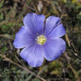 Linum squamulosum. Цветок. Краснодарский край, г. Новороссийск, пер. Волчьи ворота, каменистый склон горы. 12.10.2013.