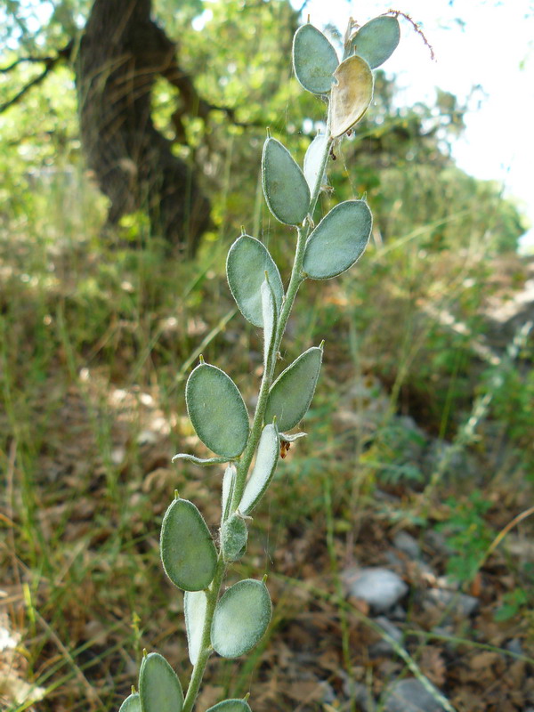 Изображение особи Fibigia clypeata.