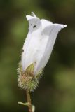 Campanula komarovii