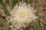 Asphodeline taurica