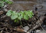 Heracleum sosnowskyi