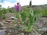 Oxytropis ambigua