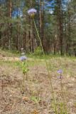 Jasione montana. Верхушки побегов с соцветиями. Ленинградская обл., Лужский р-н, травяно-зеленомошный сосняк, на поляне. 02.07.2015.