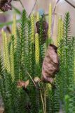 Lycopodium annotinum