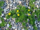 Potentilla anserina