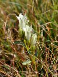 Gentiana algida