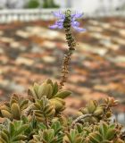 Coleus neochilus. Отцветающее соцветие и верхушки побегов. Испания, Андалусия, провинция Малага, г. Бенальмадена (Pueblo), озеленение. Август 2015 г.