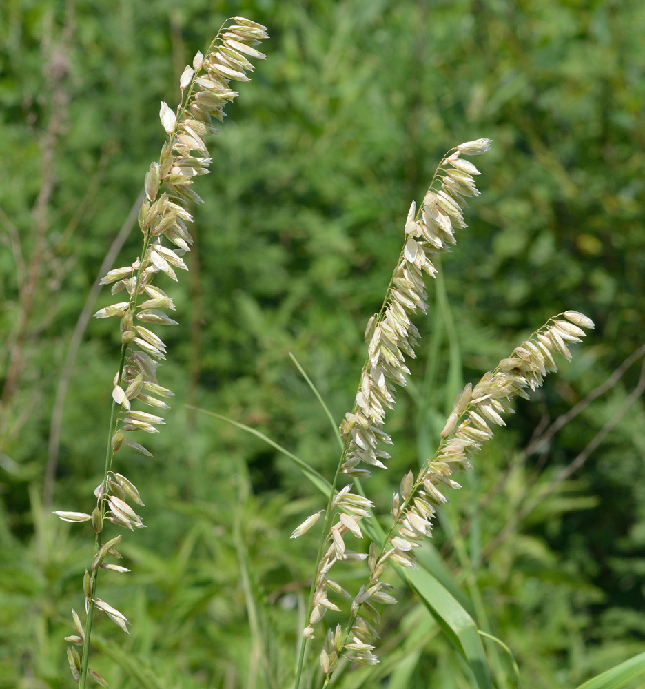 Изображение особи Melica altissima.