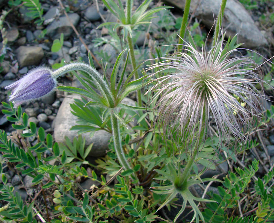 Изображение особи Pulsatilla dahurica.