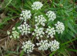 Aegopodium alpestre